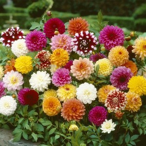 绿化小丽花-信誉好的小丽花厂商