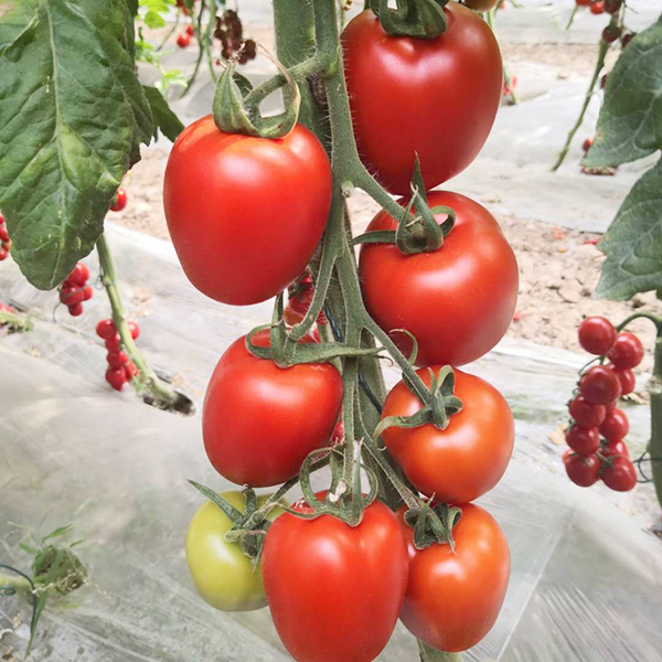 安徽德尔番茄价格-山东德尔番茄格