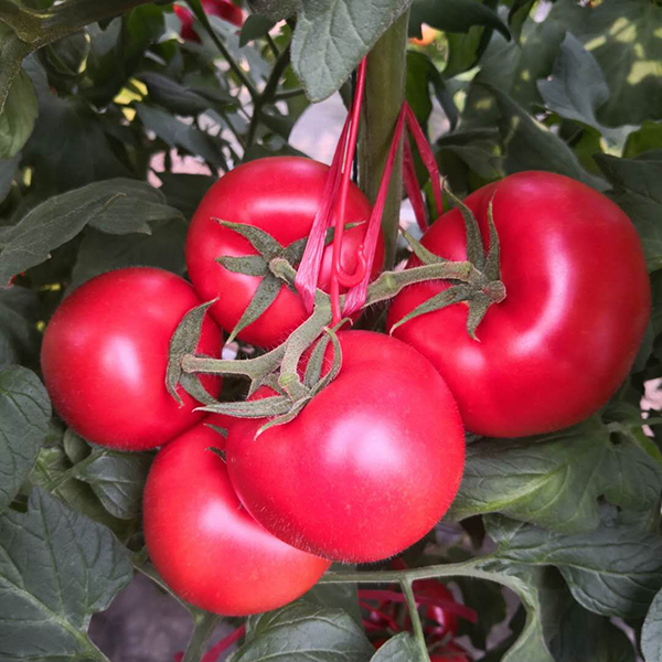 优良德贝利西红柿种子当选德尔农业科技|山东德贝利西红柿种子供应