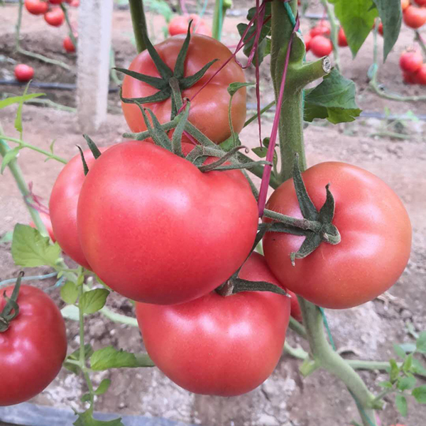德尔西红柿种子厂商批发|山东德尔西红柿种子