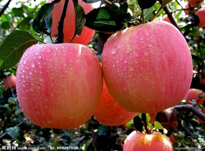 质量好的苹果树苗出售_宁夏苹果树苗