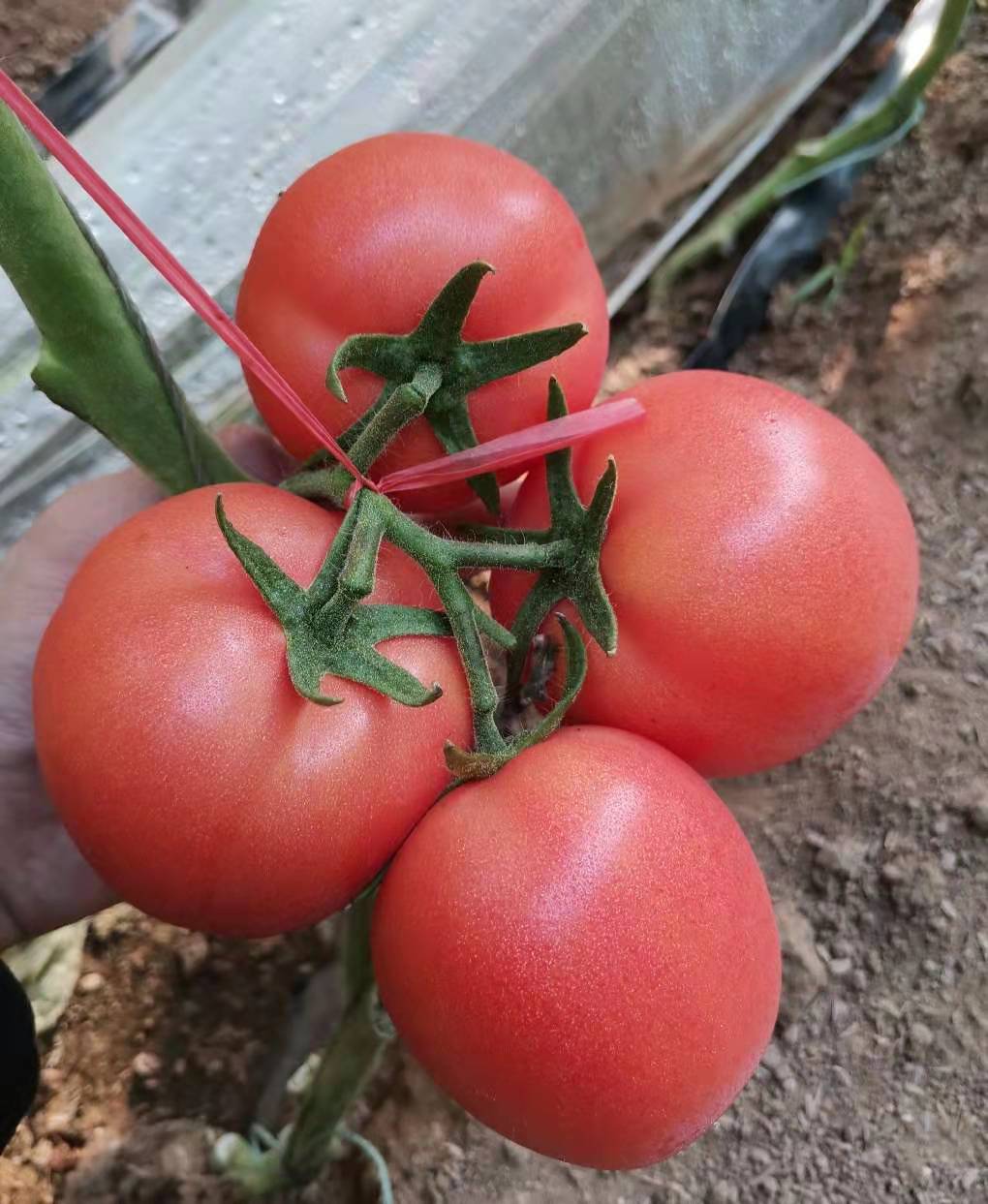 山东西红柿种子格_番茄种子价格