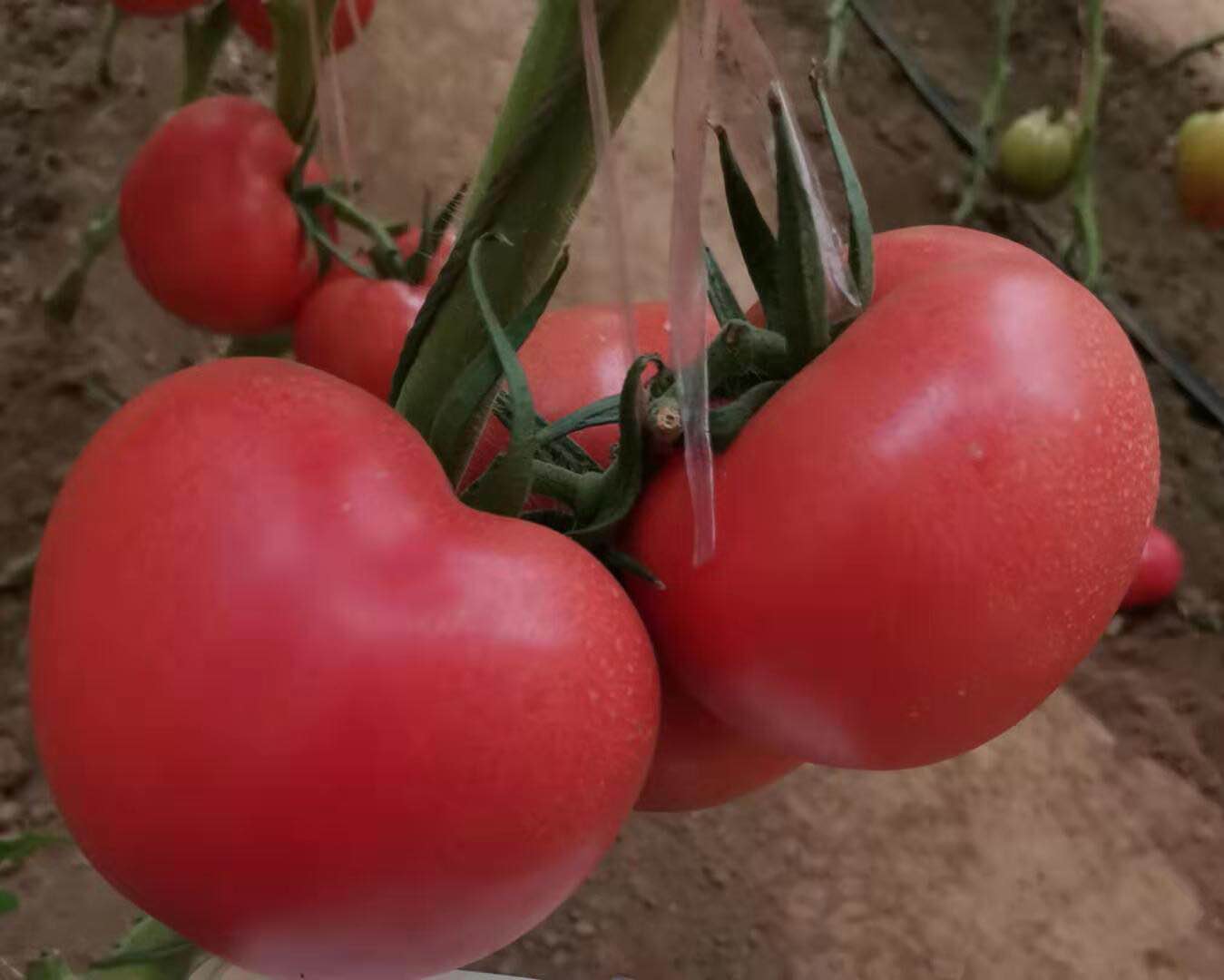 粉果西红柿种子供应商|品种好的西红柿种子批发