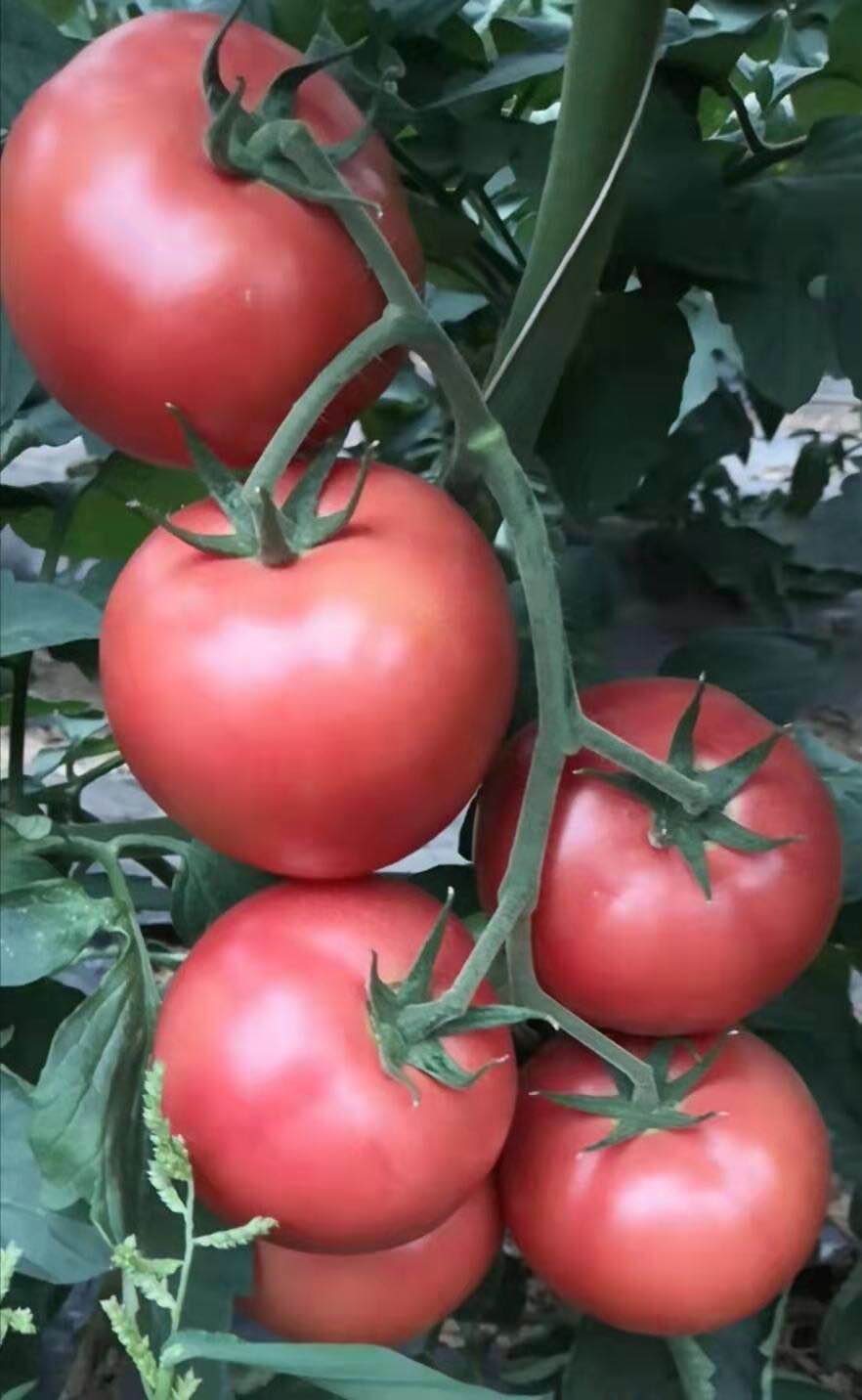 粉果西红柿种子批发-的西红柿种子供应商