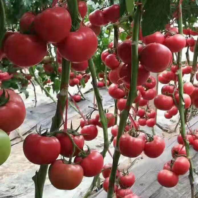 要买西红柿种子就到禾润种子-辽宁越夏西红柿种子
