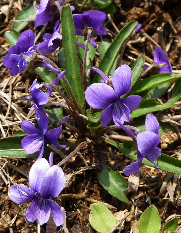 品质好的紫花地丁哪里有-紫花地丁种植