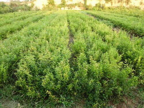 实惠的荥阳市软籽石榴苗，荥阳市软籽石榴苗买卖价格