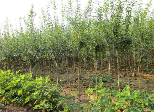 荥阳软籽石榴树苗价格咨询_新型荥阳软籽石榴树苗