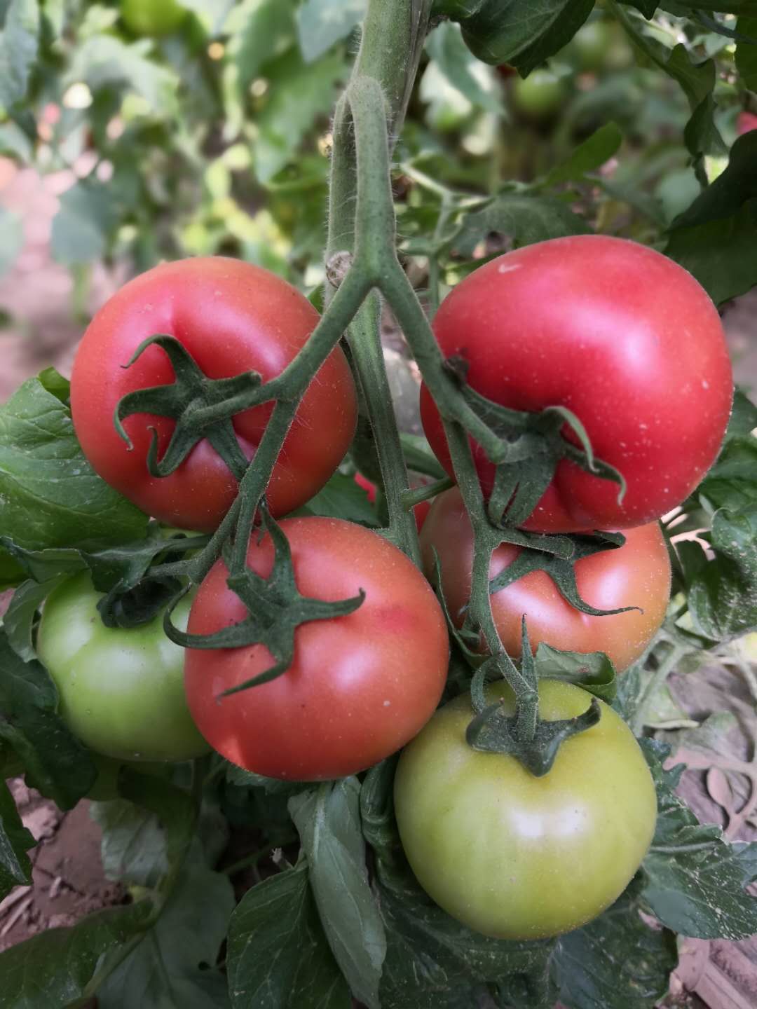 德尔农业科技瑞赢粉果番茄品质好|四川瑞赢粉果番茄供应商